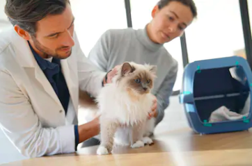 i-Cruit Animal Care international vet for pet animals examening a cat
