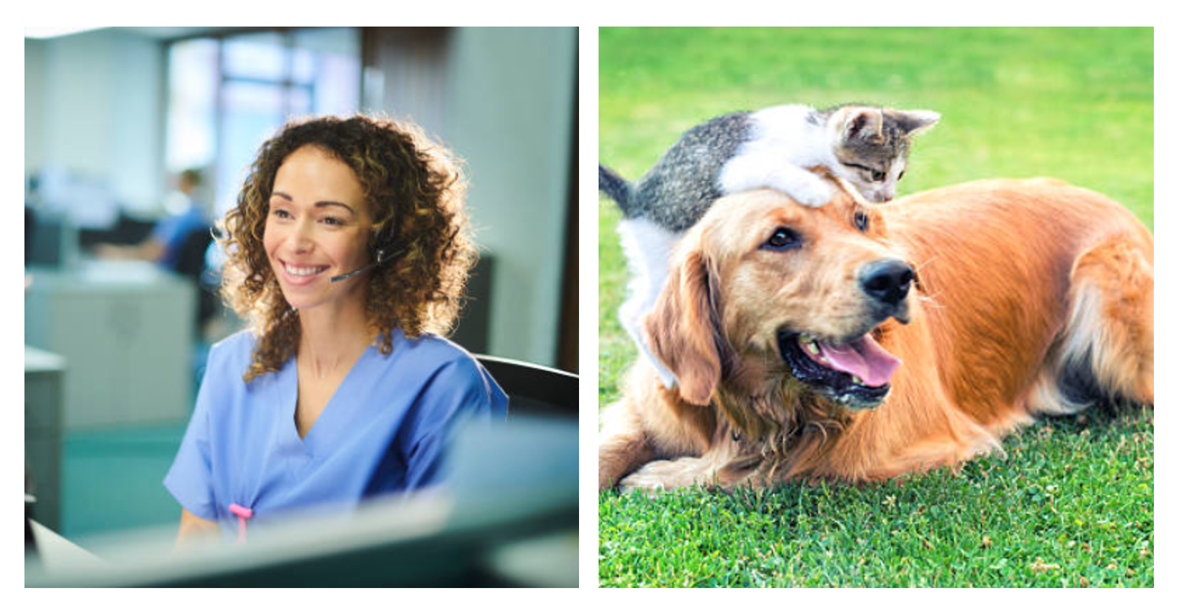 LP i-Cruit Animal Care vacature veterinair customer care support