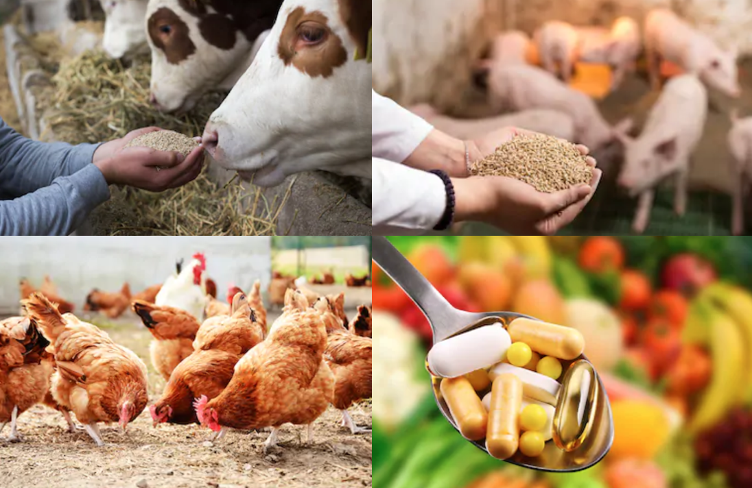 i-Cruit Animal Care zoekt senior product ontwikkelaar veevoer supplementen-1
